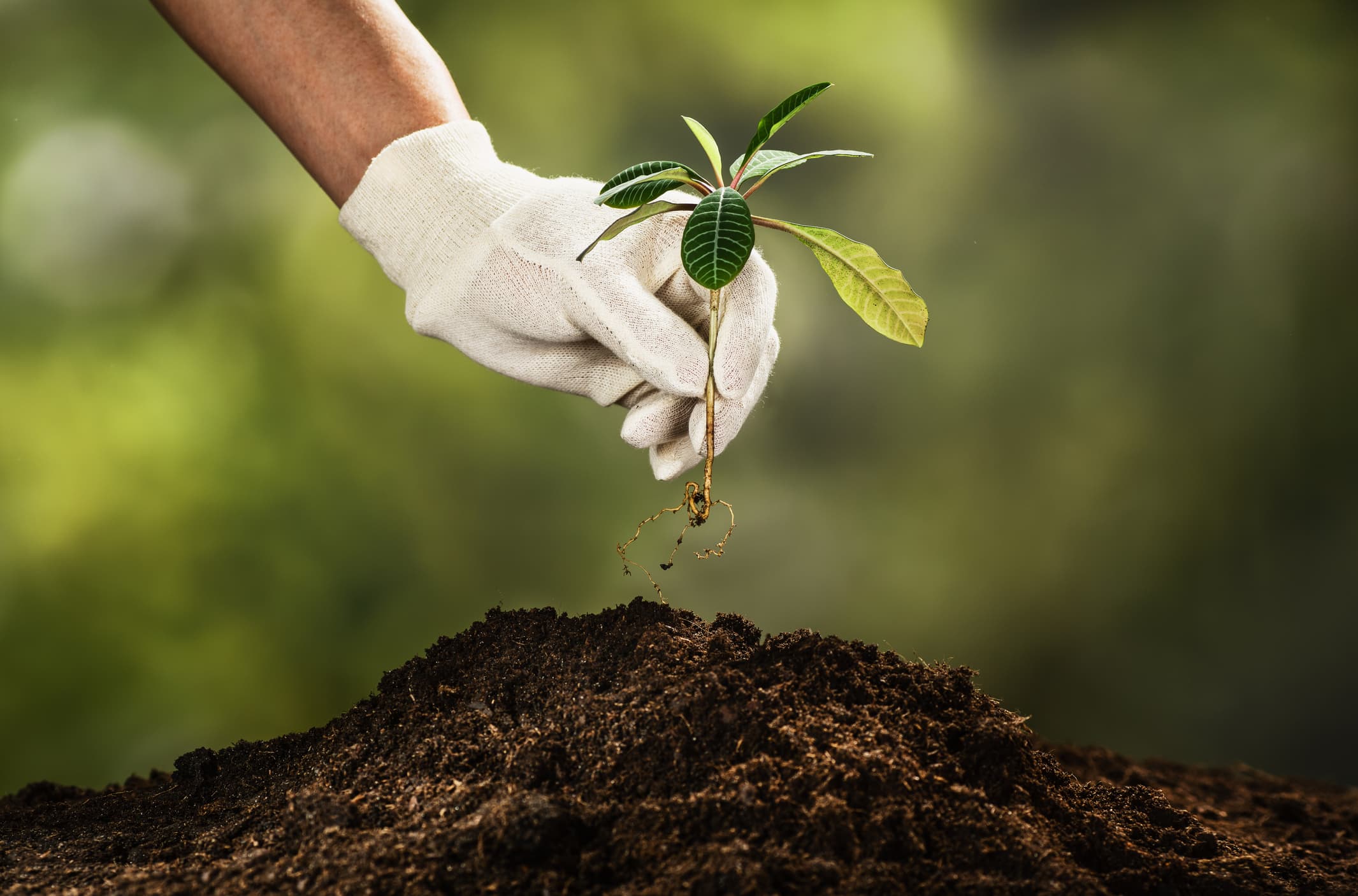 Plant Varieties